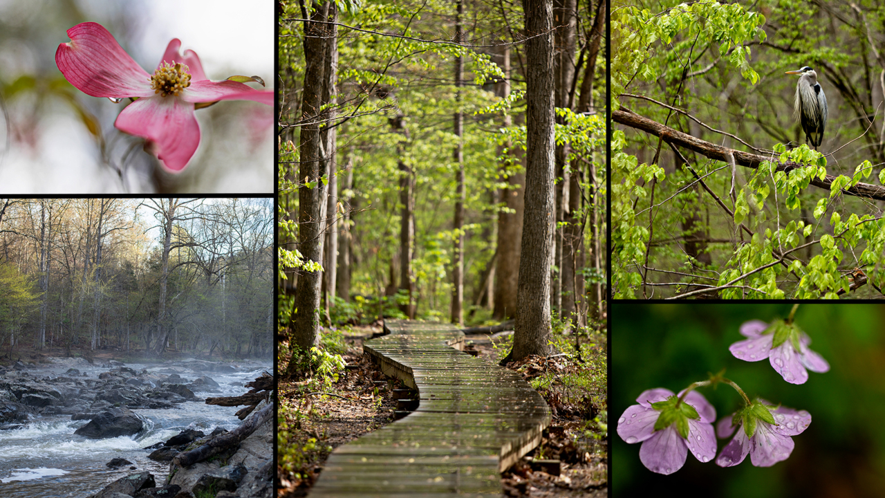 An ode to the Triangle’s many hiking trails