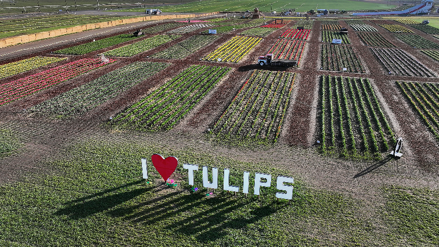 Soar over half million vibrant Tri-Cities tulips with drone video