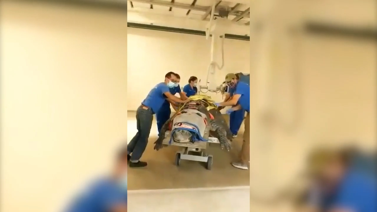 This 660-pound alligator is having trouble moving his leg. UF vets are treating him