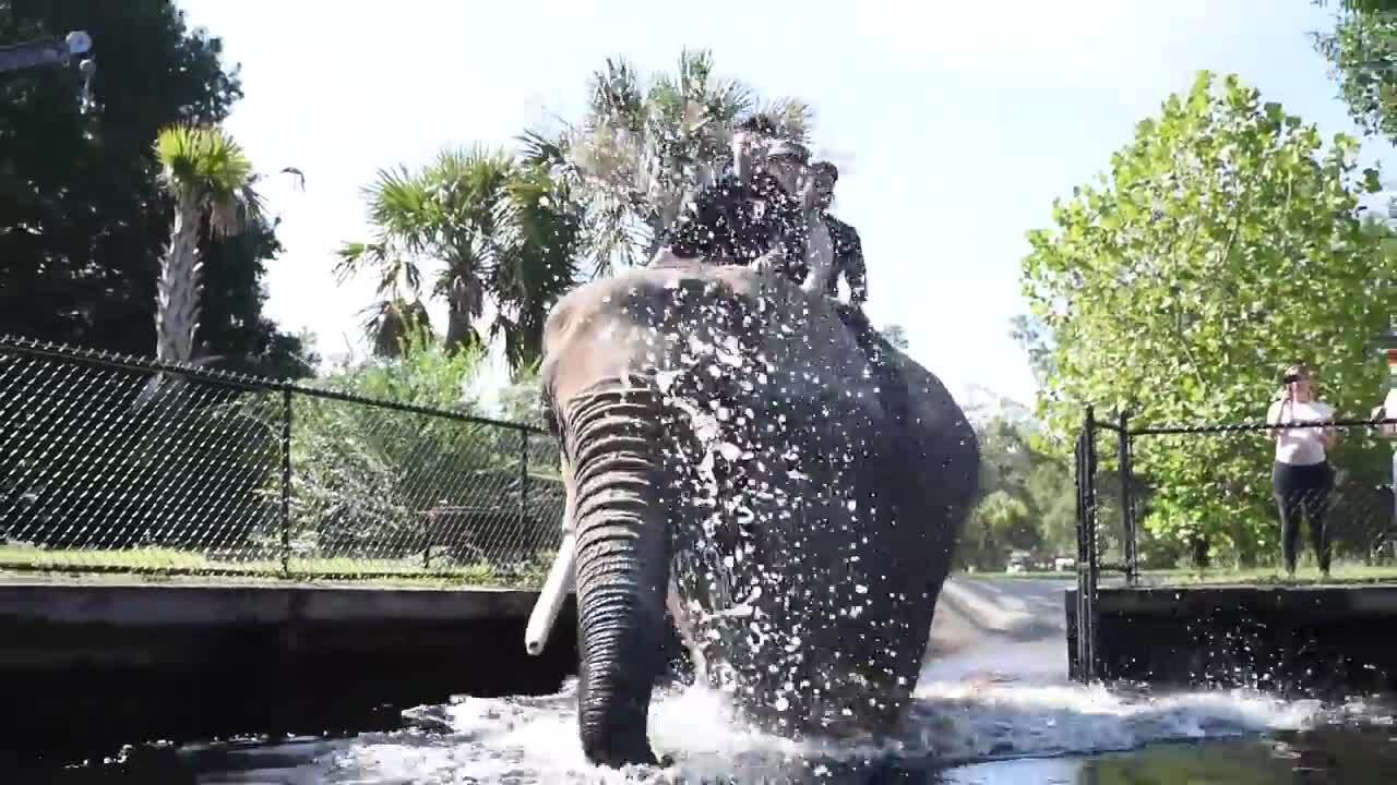 The ACE Family visits Bubbles the elephant in Myrtle Beach | Myrtle