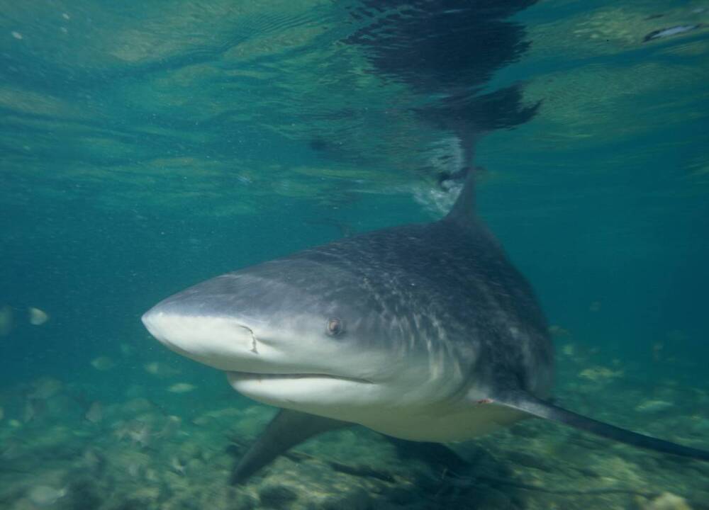 Scared of sharks?  Here are 7 tips to reduce your chances of getting bit