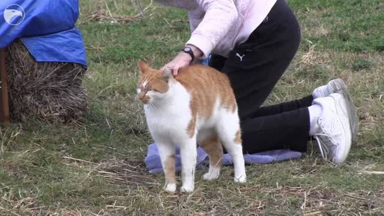 Tigger, the Town & Country cat