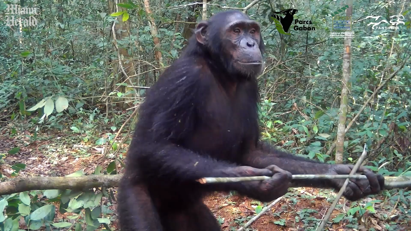 Rare footage shows endangered chimpanzee using stick tool in Gabon