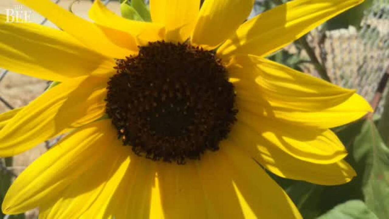 Skinny flower garden welcomes students back to school