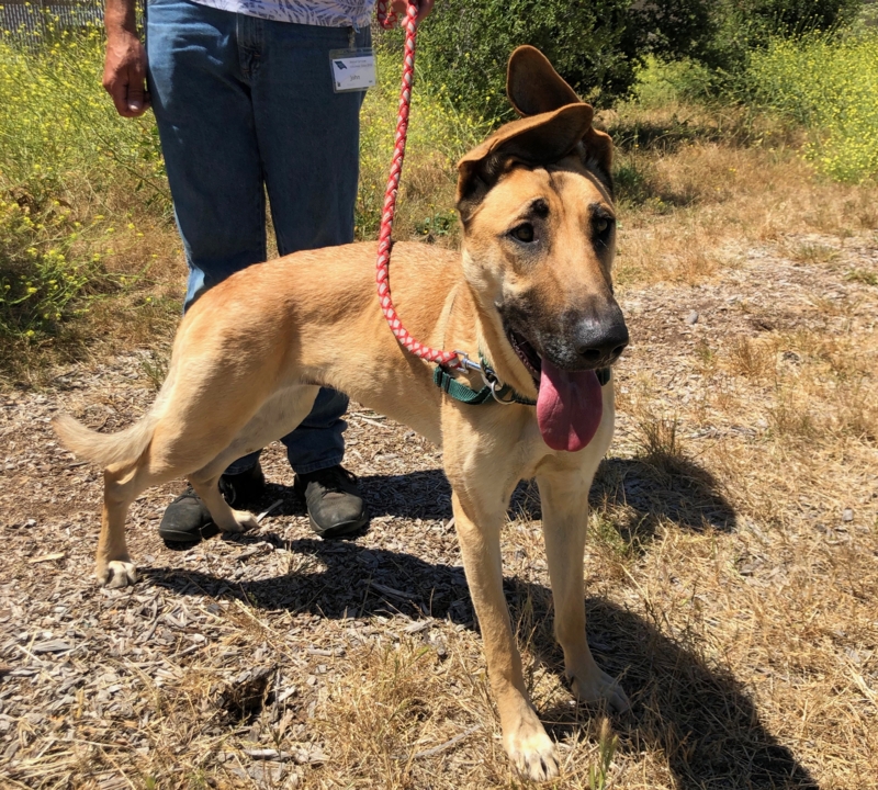 Pet Tales: Meet Maple, a playful puppy looking for a forever home