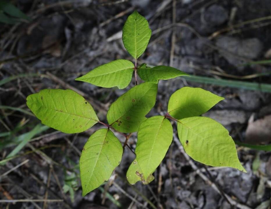 How to identify - and kill - poison ivy
