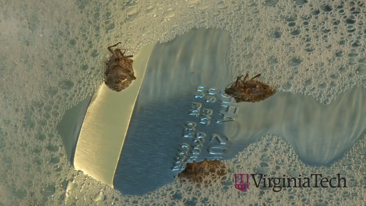 Create your own stink bug trap