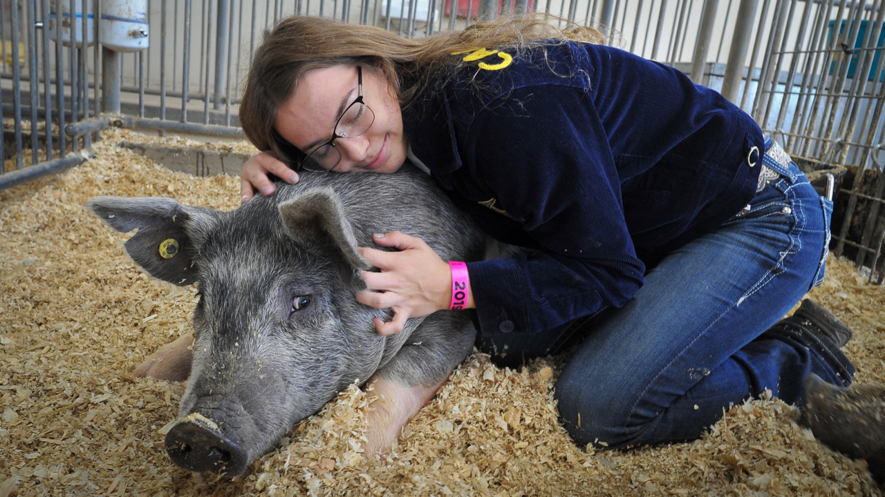 Big Fresno Fair: Bond strong between FFA member and her pig