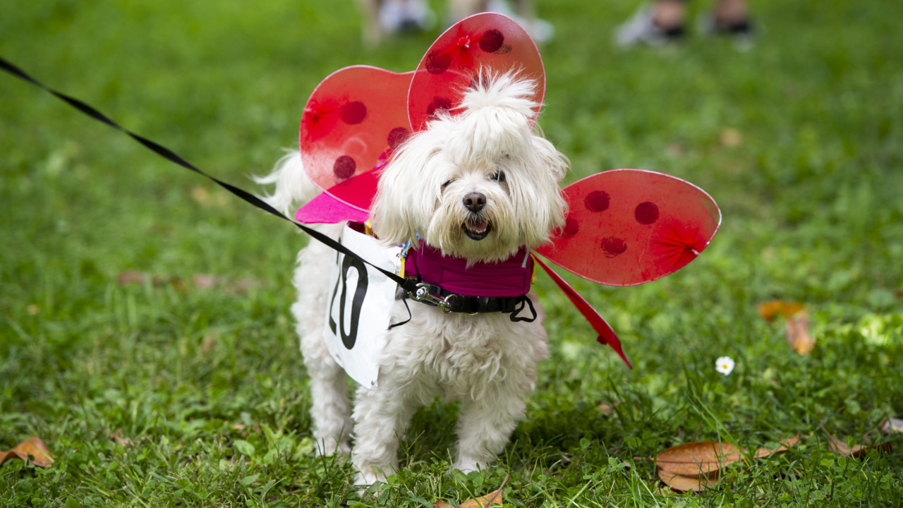 ‘All of our furry friends in their best costumes.’ See winners of Midtown Pooch Parade