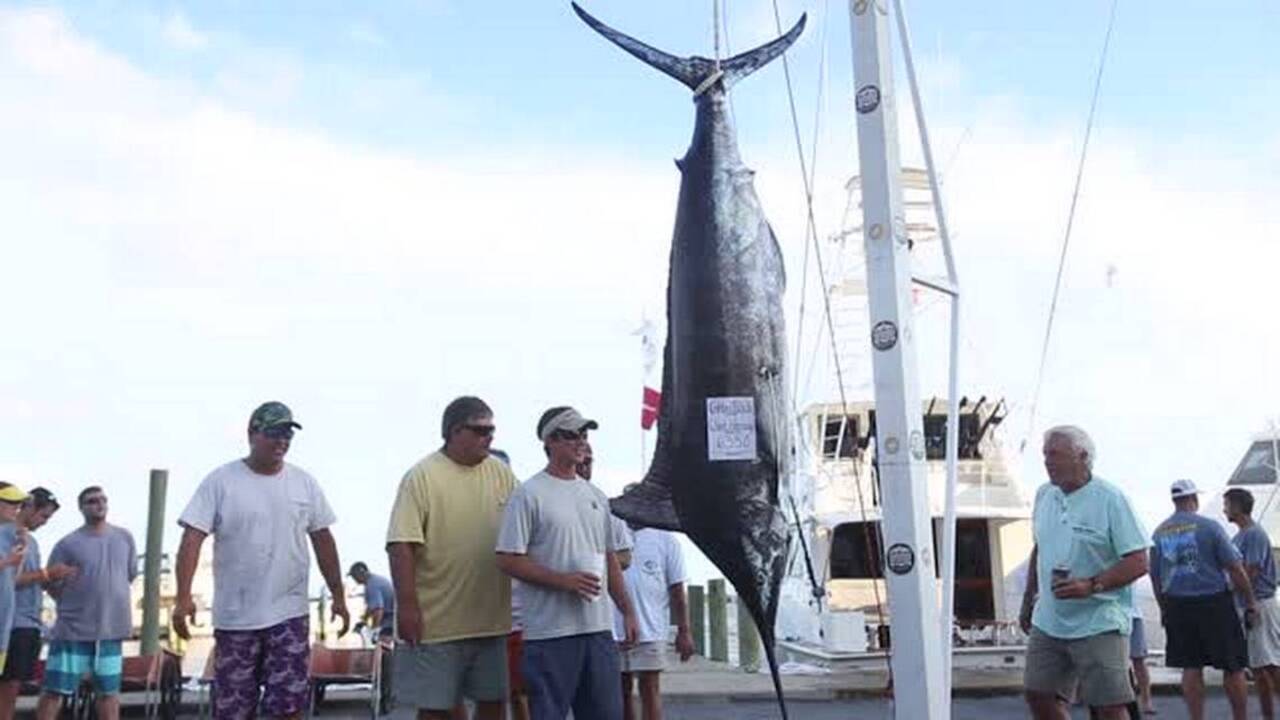 633-pound blue marlin angled by Cotton Patch crew