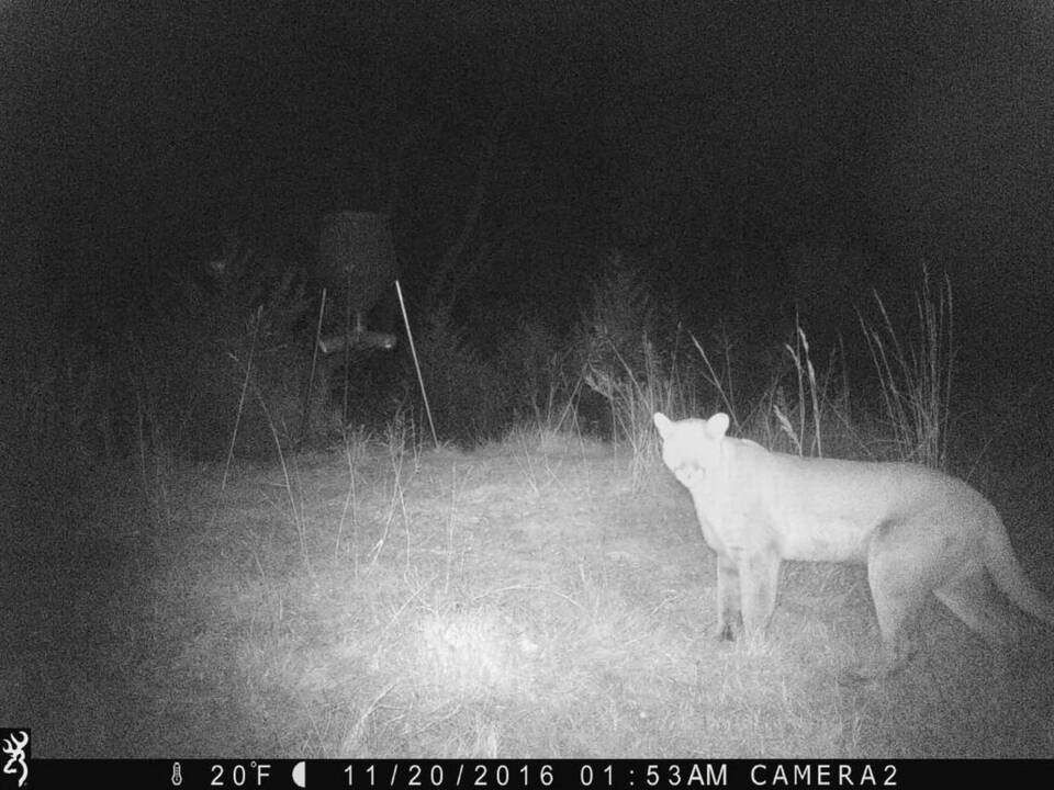 Mountain lion in Kansas