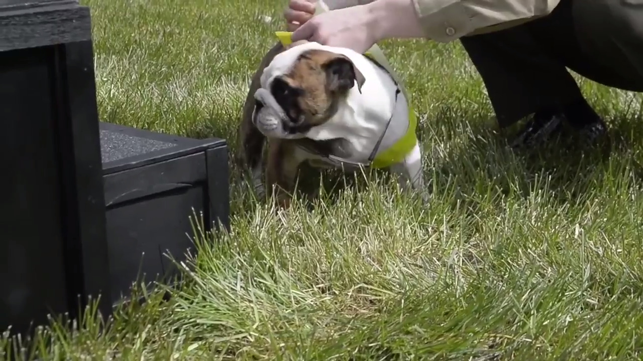 Meet the Marine's newest puppy recruit