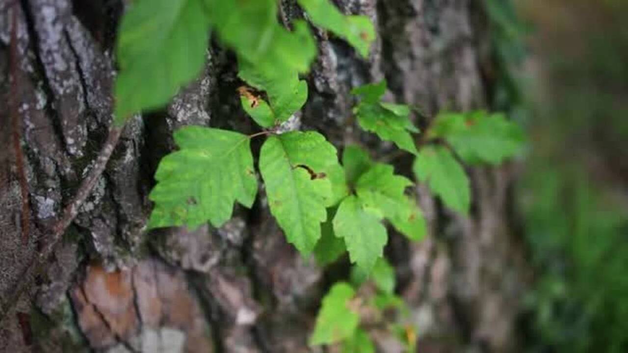 4 tips to outsmarting poisonous plants