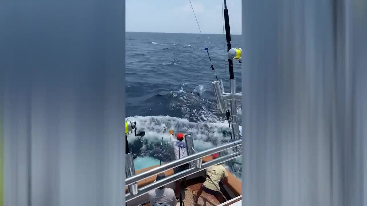 ‘That was spectacular’: Georgetown Blue Marlin Tournament finishes with big splash