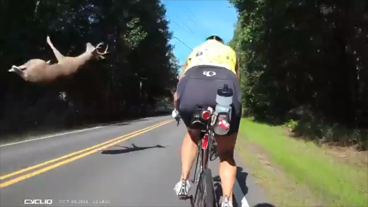 Deer nearly crashed into bikers after a car hits it and sends it flying toward them