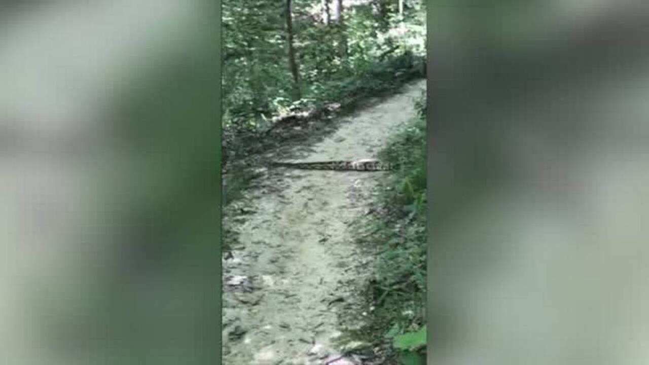 Huge rattlesnake slithers across trail in front of hikers