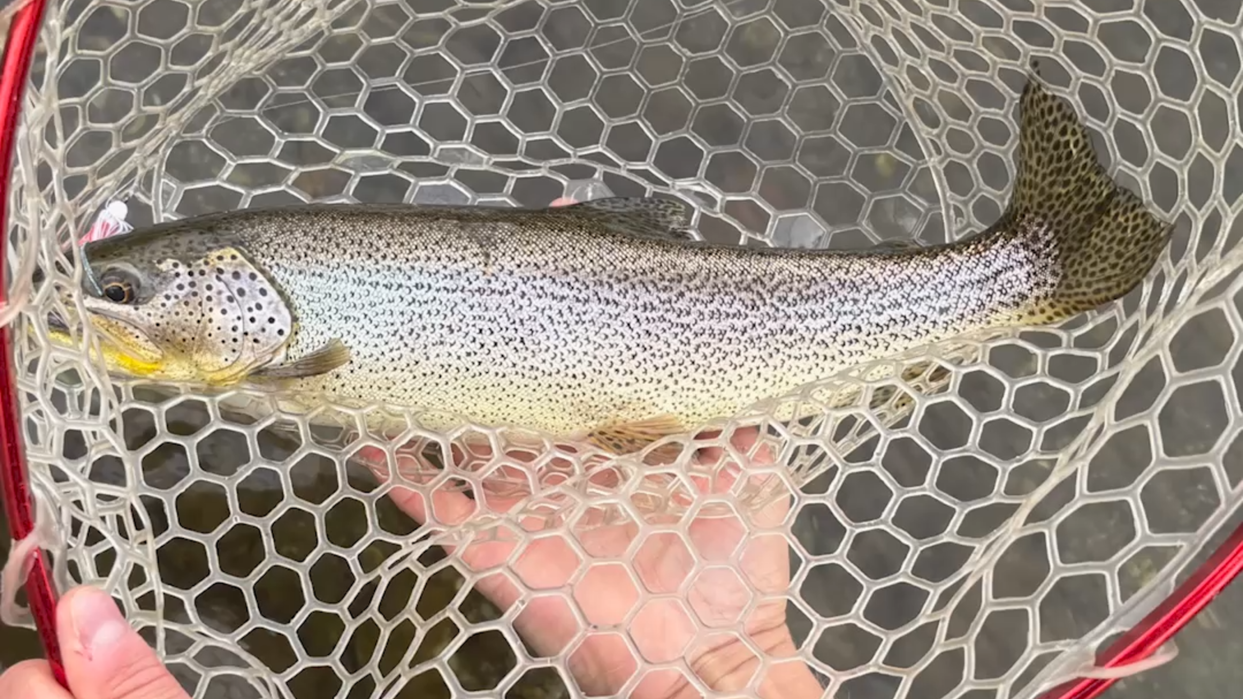 It's free fishing weekend in Washington State!