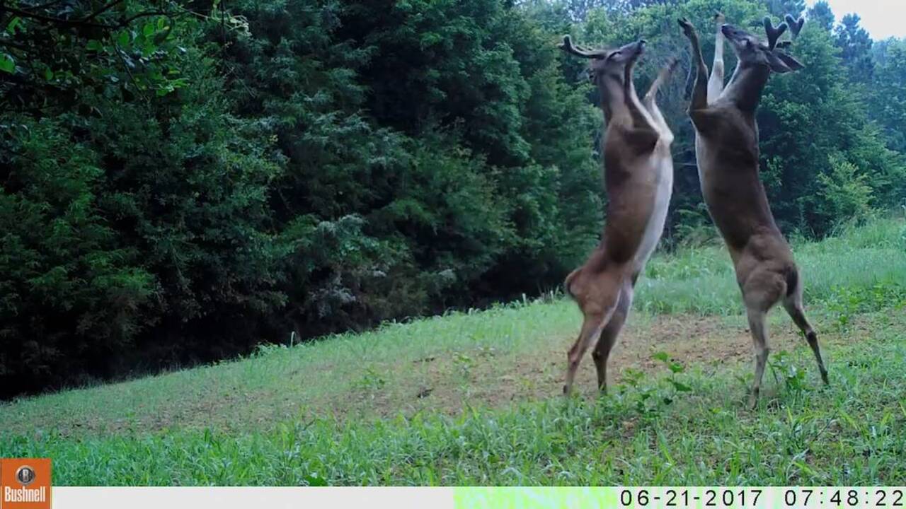 Deer fight in front of wildlife officers’ trail camera