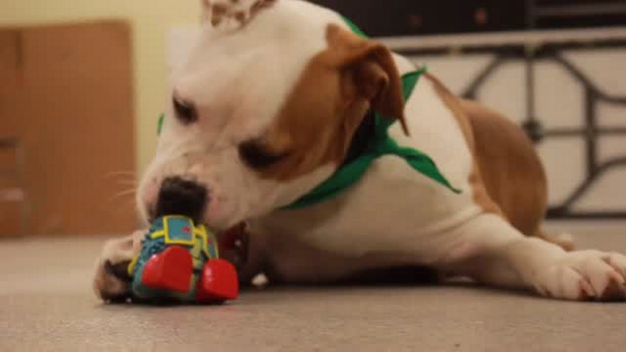 Puddin' Pop goes from stray to Puppy Bowl superstar