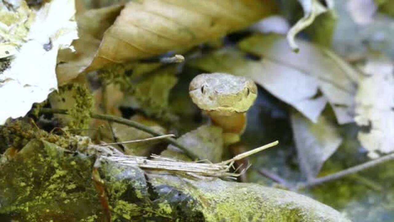 Why you shouldn’t kill snakes