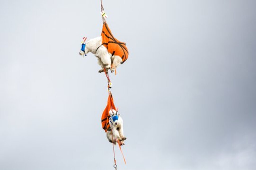 Mountain goats get a chopper ride as relocation from Olympics begins