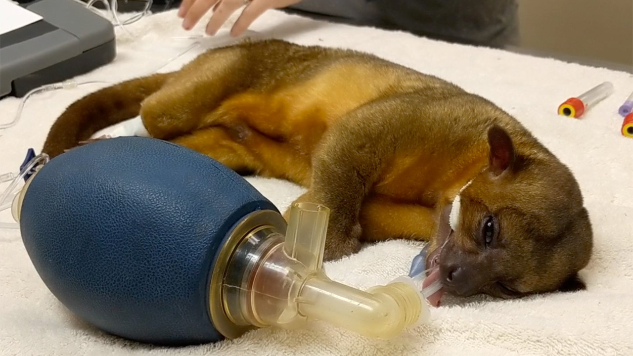 Looks can deceive: They're adorable, but kinkajous are really 'Satan's teddy bears'