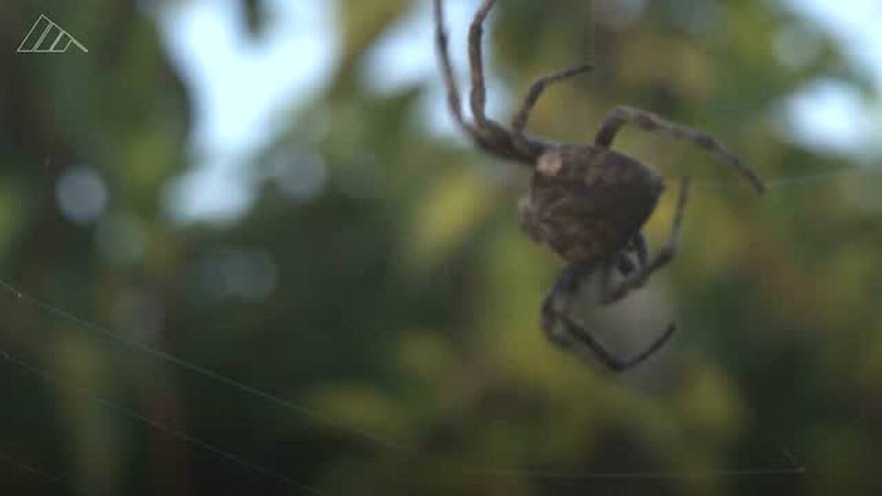 Cicadas are starting to emerge in Pennsylvania. When will Centre County see them?