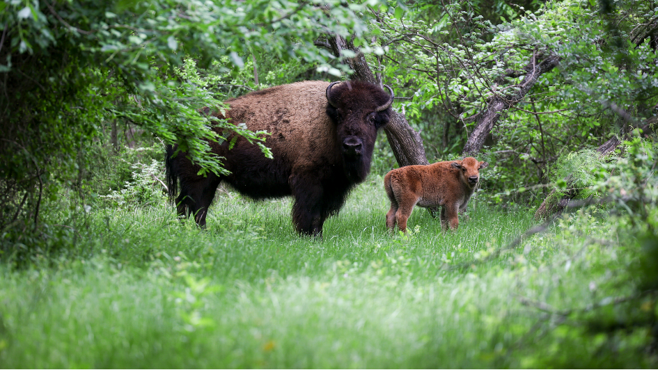 We saw bison at the Fort Worth Nature Center. Here’s how they help our environment