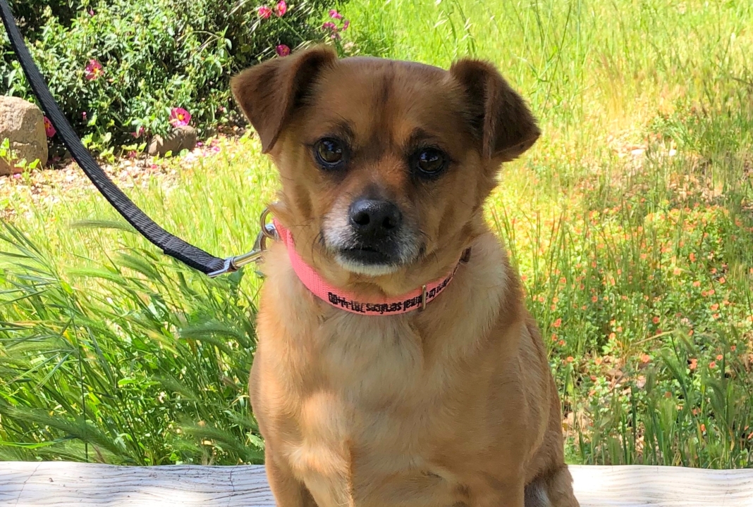 Pet Tales: Meet Justin, a soulful Chihuahua mix looking for a forever home