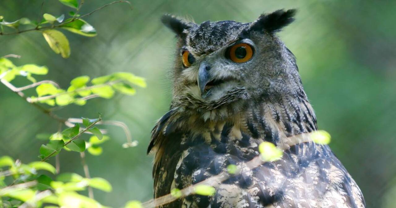 Best-Kept Secrets: Birds, beer and more in the Lake Norman ’burbs