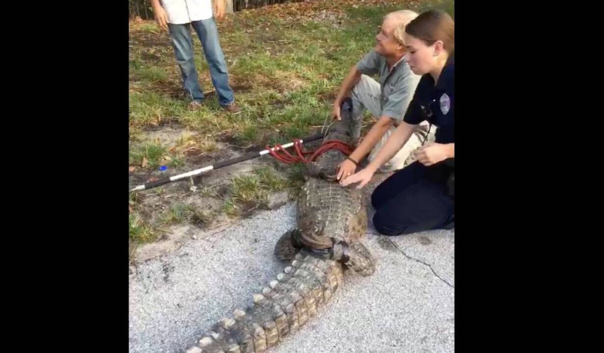 Colocarán señales de alerta por posible presencia de cocodrilos, en parques  del condado de Miami Dade | El Nuevo Herald, image size:1231x720