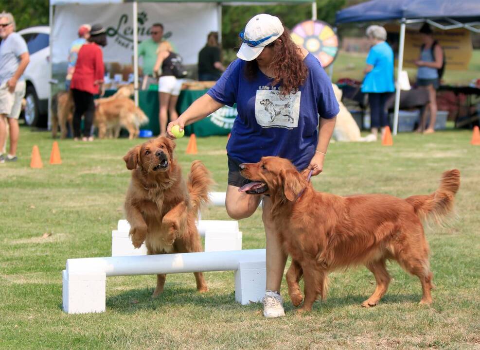 Golden retrievers frolick at Laguna Lake Park