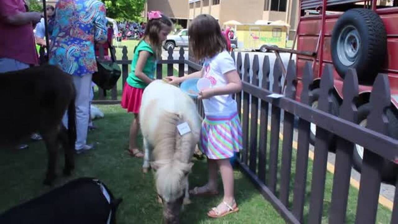 Old Smoky was a black dog with a blue ribbon
