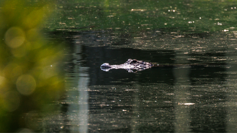 Alligator drags dog from backyard in Myrtle Beach area neighborhood