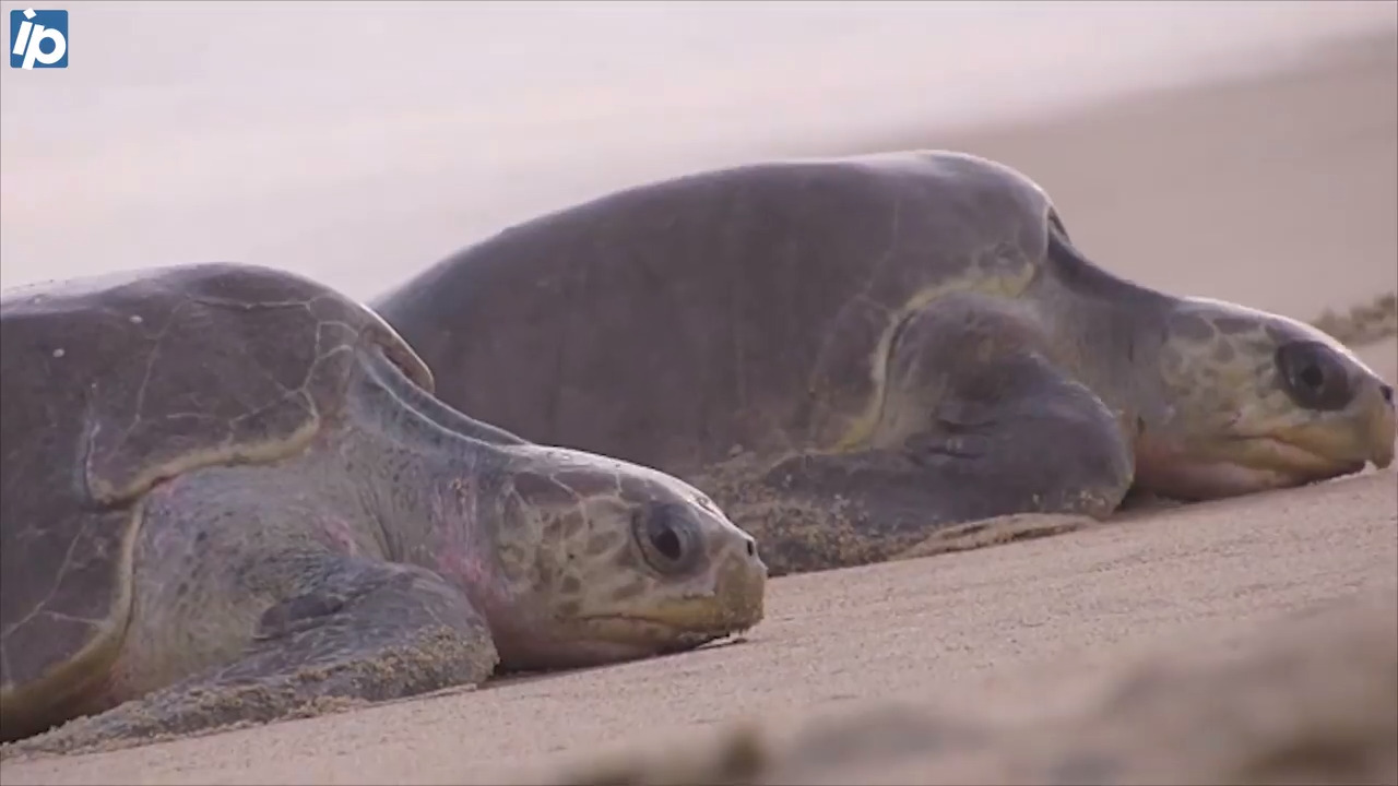Knock down those sandcastles! And other ways to help sea turtles this nesting season