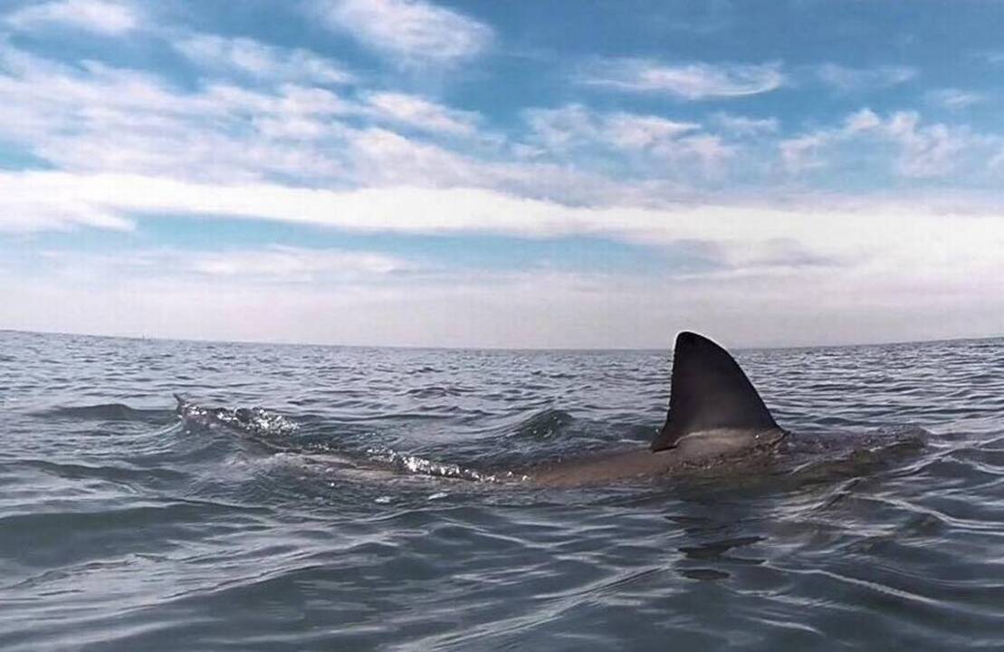 Shark attacks in SC aren't officially tracked or reported. Should we be worried?
