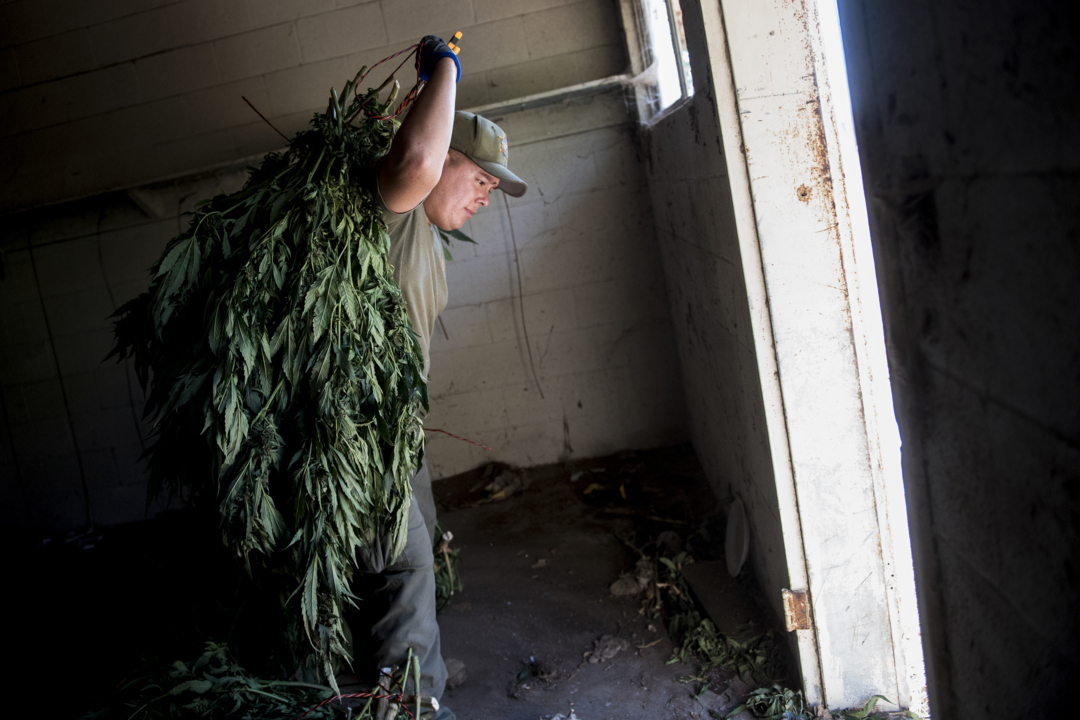 Deputies take down 21 illegal weed greenhouses and rooms on Merced County property