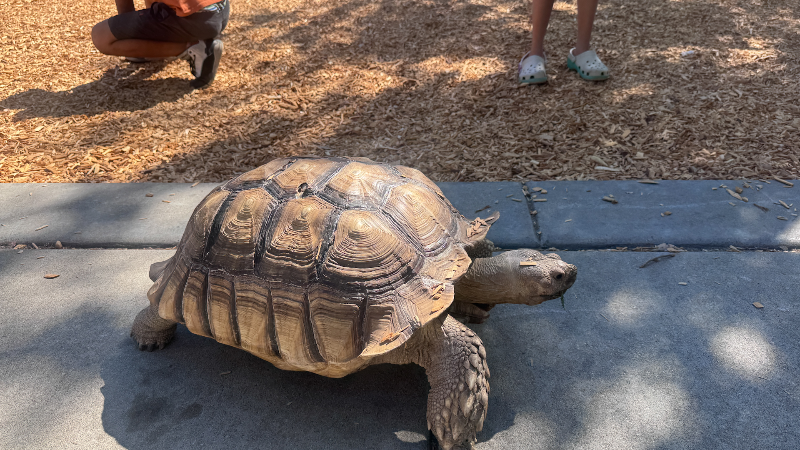 Meet Sherman the Tortoise