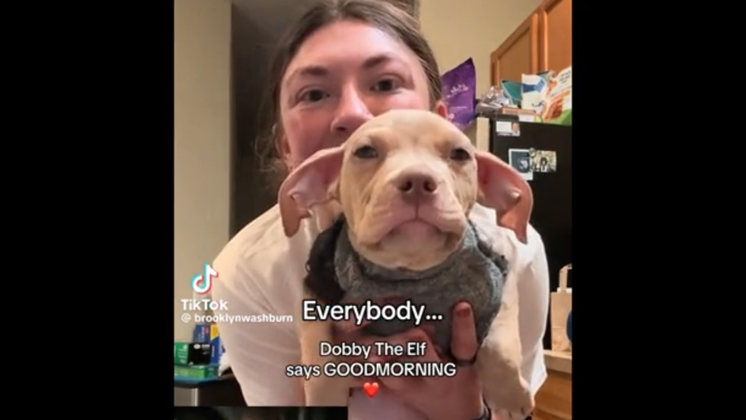 'Dobby the Elf' propels Mikey's Chance Canine Rescue