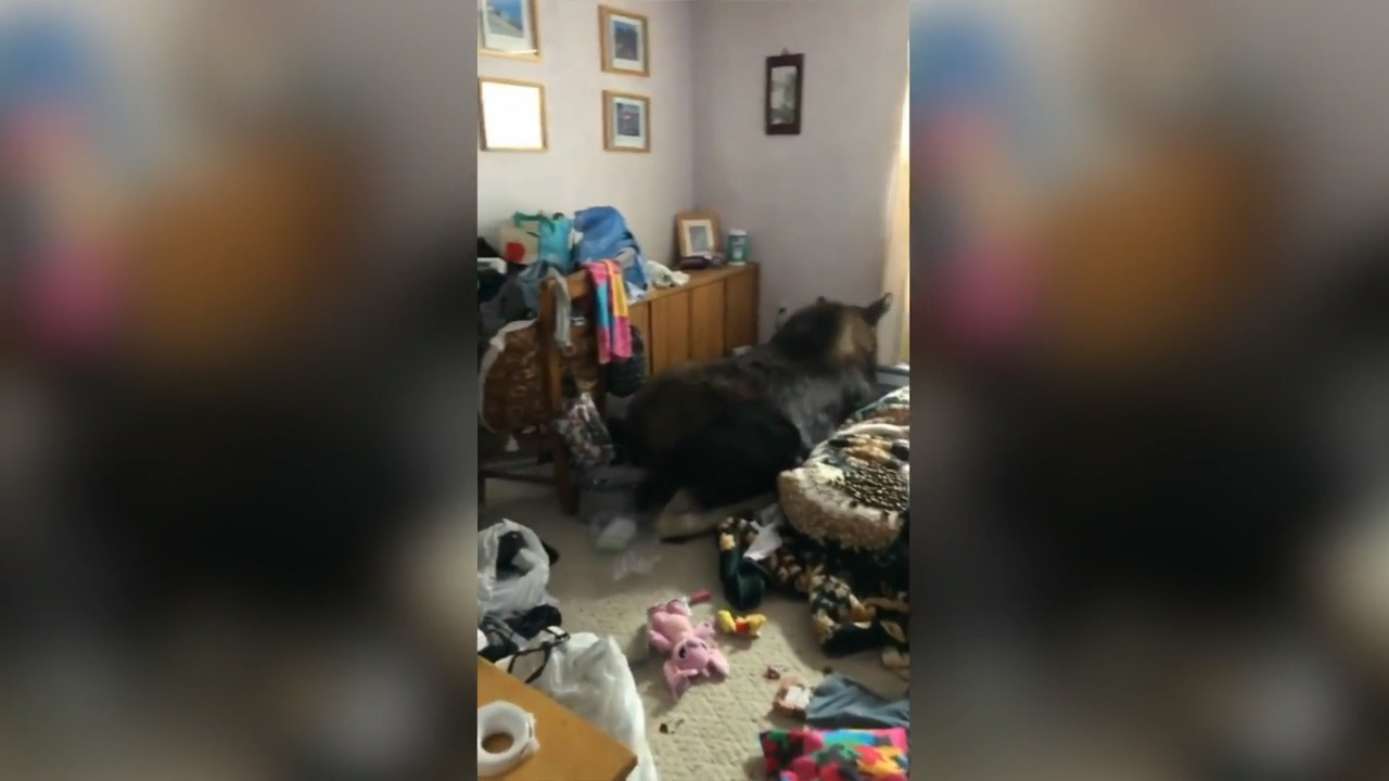 Moose on the loose: see moose who broke into home