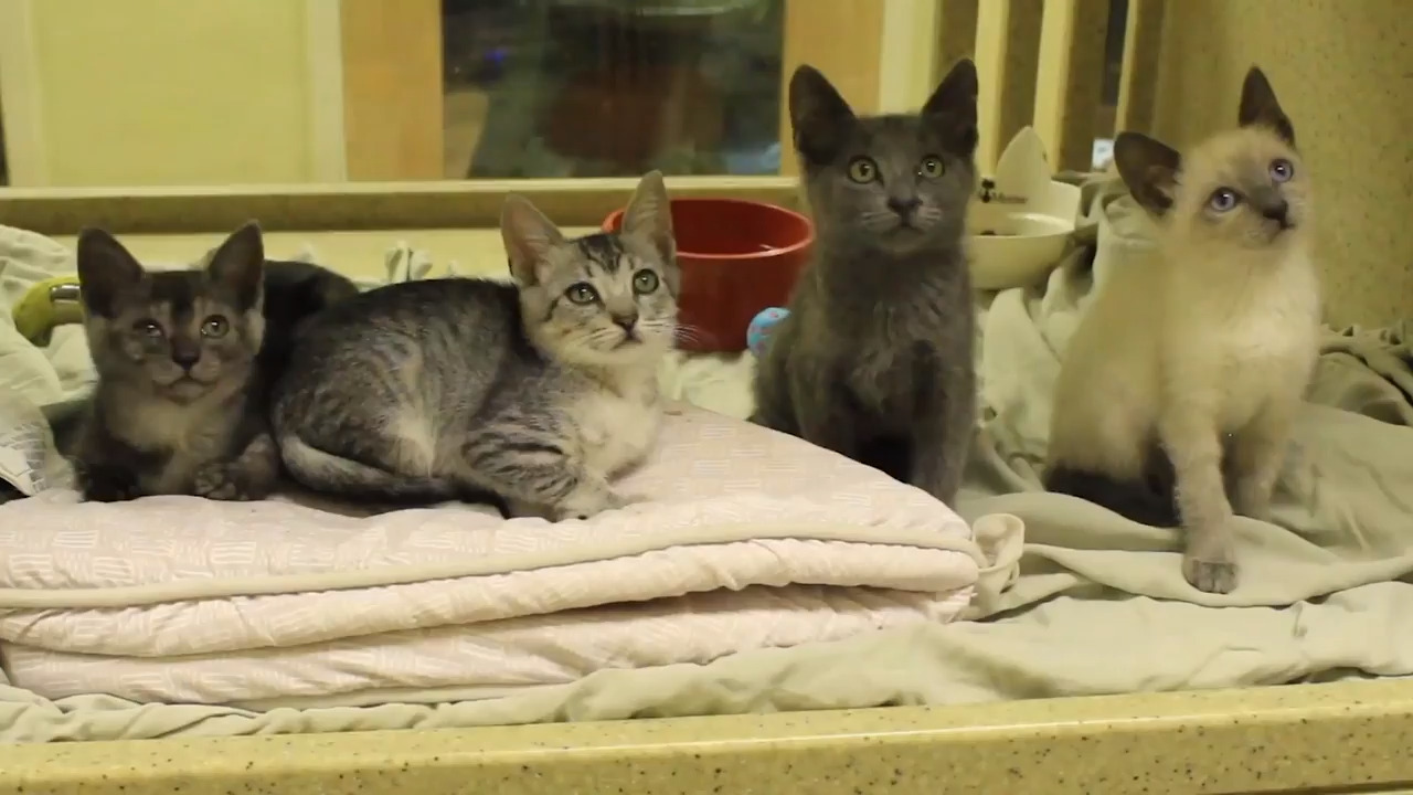 These are the cute pets up for free adoption as animal shelter hits crisis level