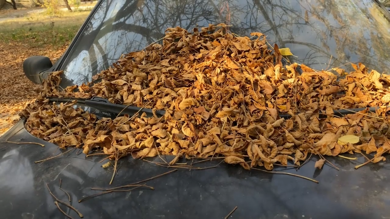 How To Protect Your Car From Leaf Damage This Fall