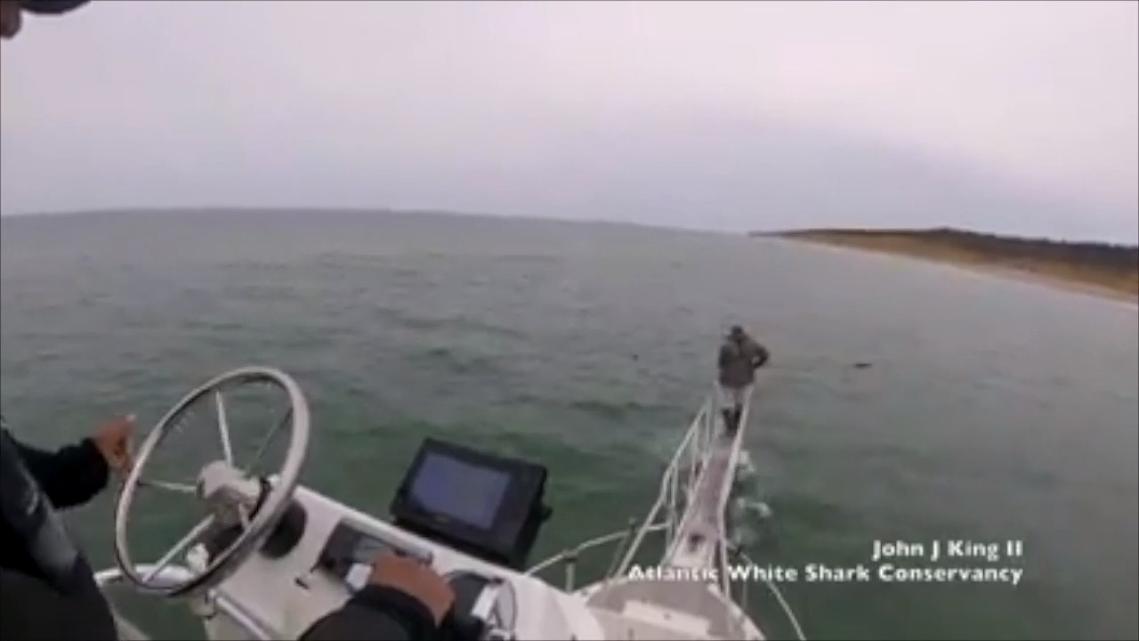 Video captures Great White Shark leaping out of water near Cape Cod
