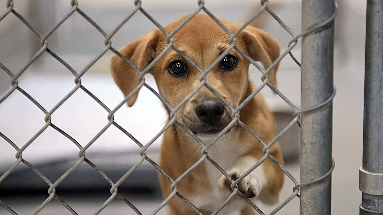 Wake Animal Center has 72 dogs needing forever homes