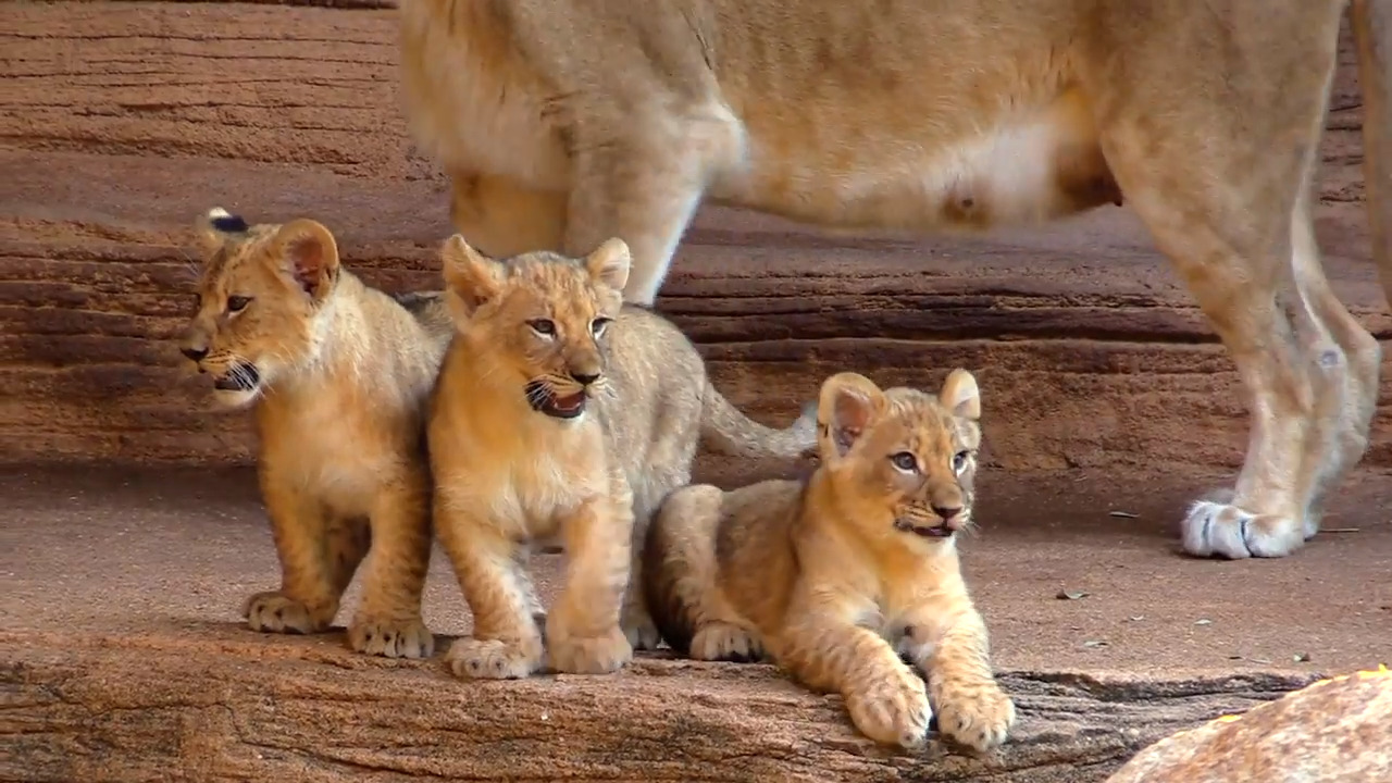 Amara? Koda? What’s your choice for Riverbanks Zoo’s lion cub names?