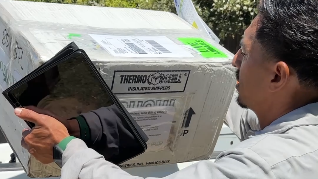 Watch as Sacramento-Yolo Vector Control releases sterile mosquitoes