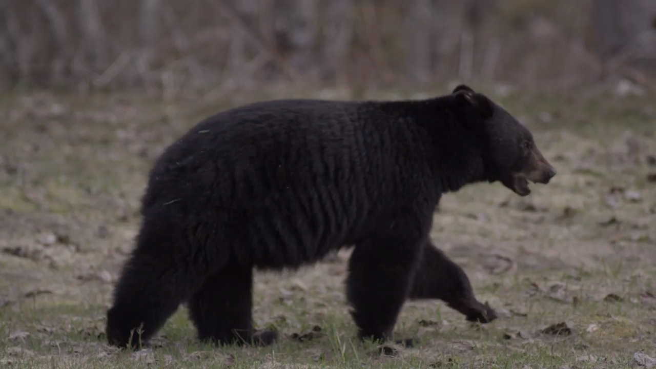 Mysterious trail closure at Mount Rainier due to ‘unusual bear activity’
