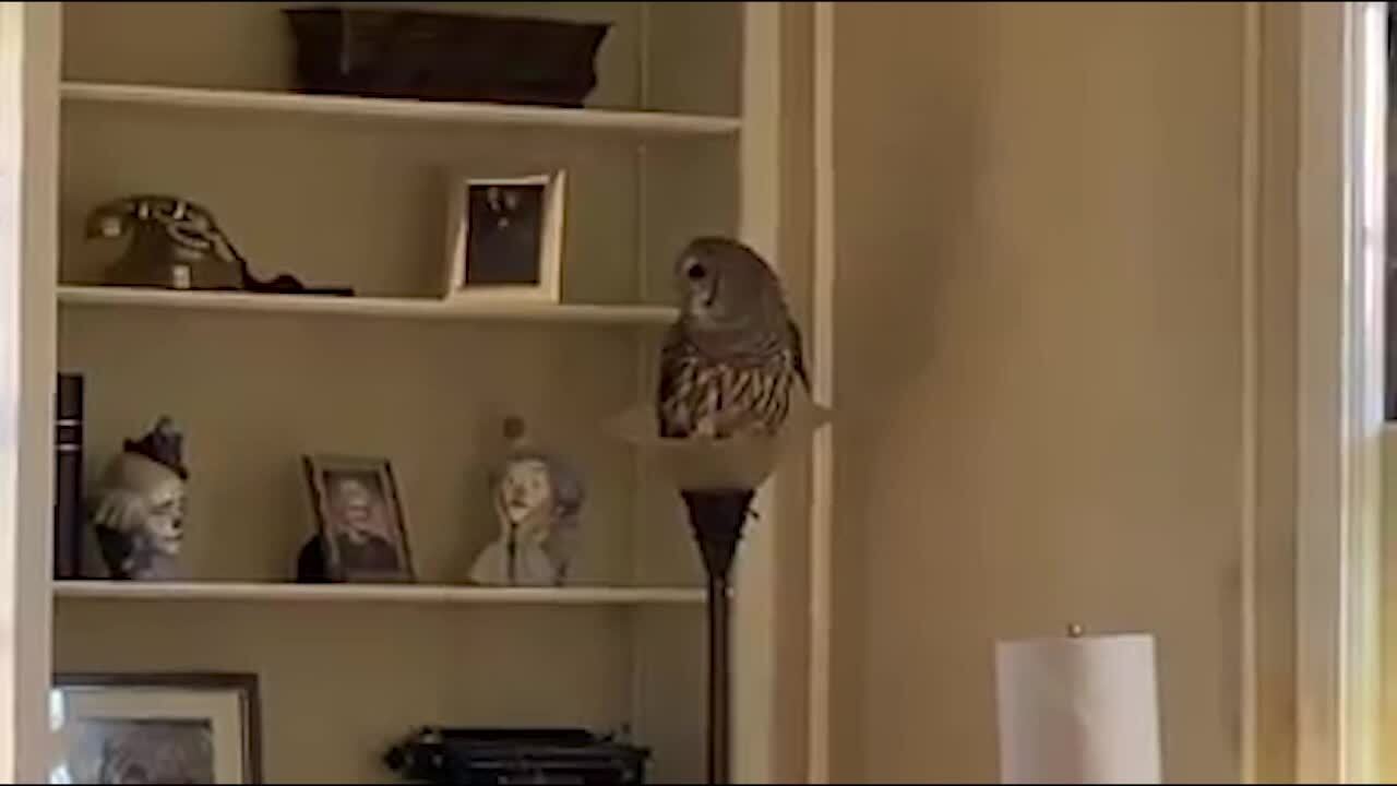 Owl found perched inside Missouri family’s home