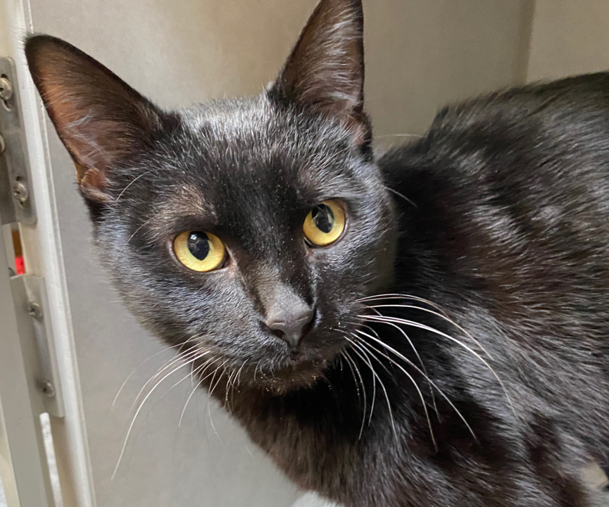 Pet Tales: Triton the 3-legged kitty is looking for a new home