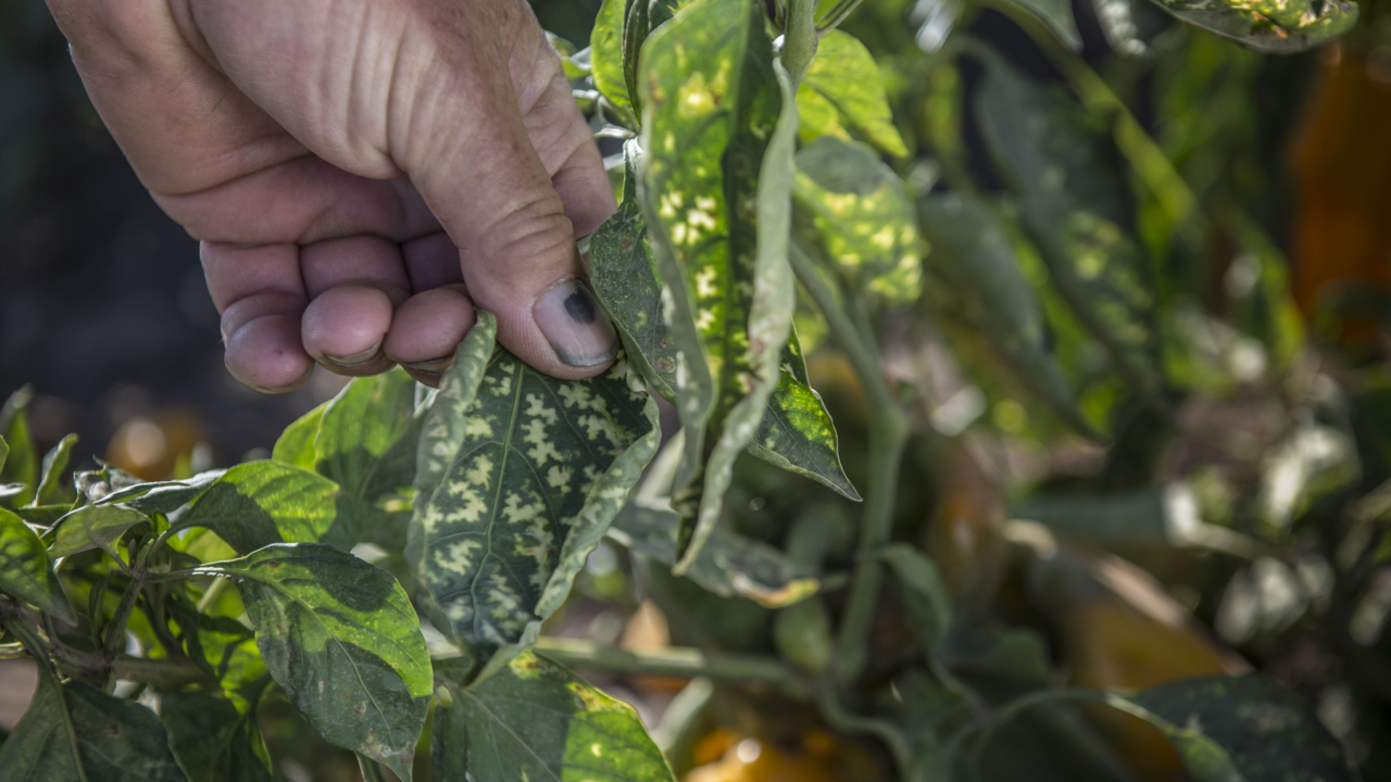 Here’s what Delta pesticide spraying meant to this area farmer